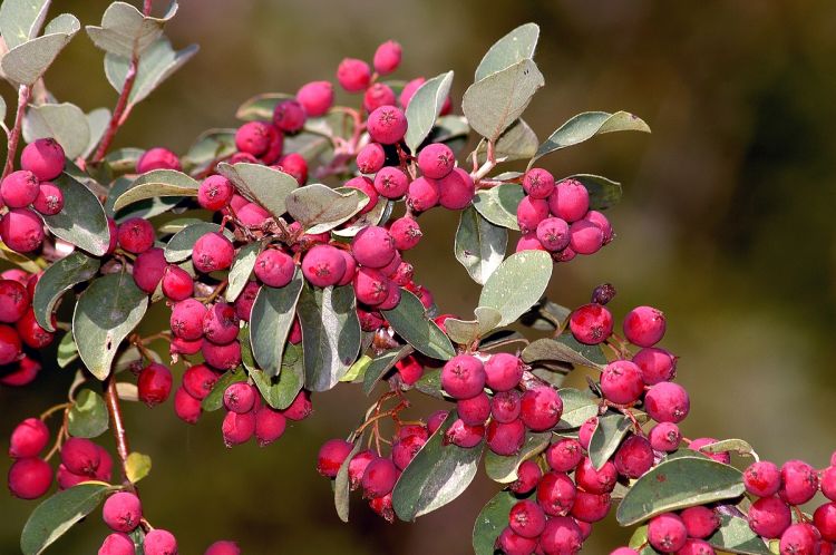 Cotoneaster mongolicus
